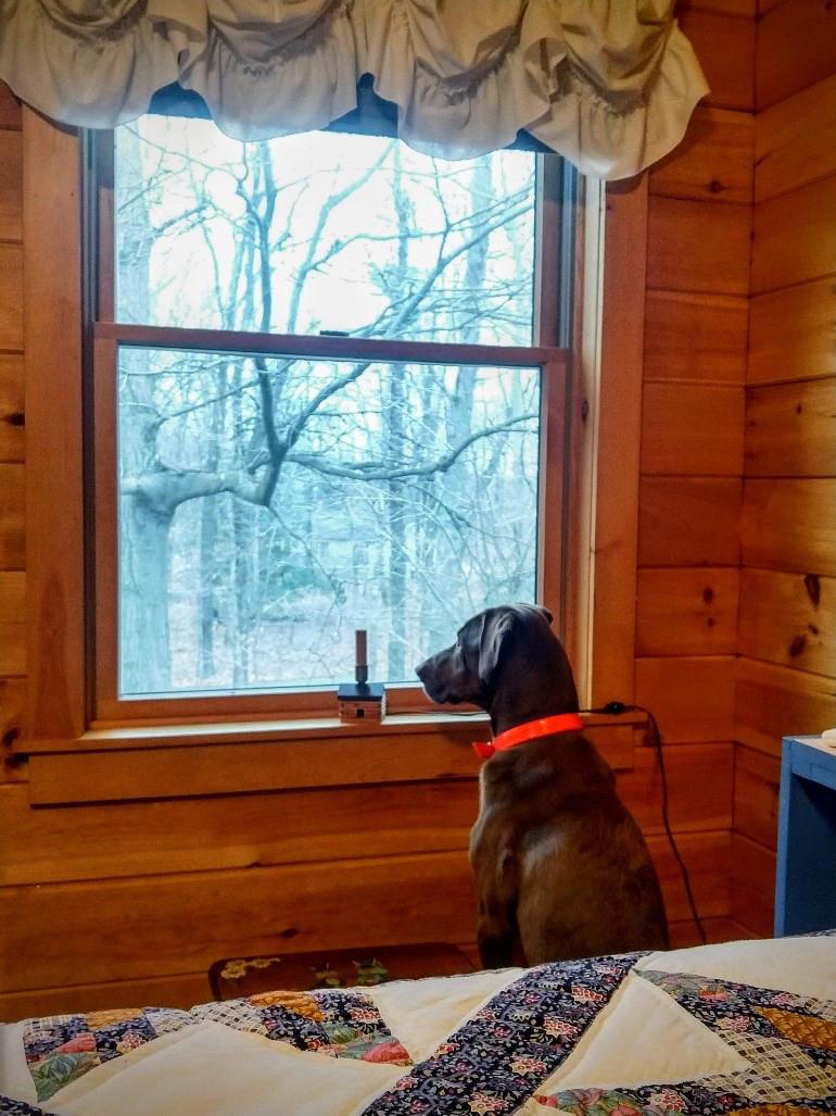 Dog looks out window.