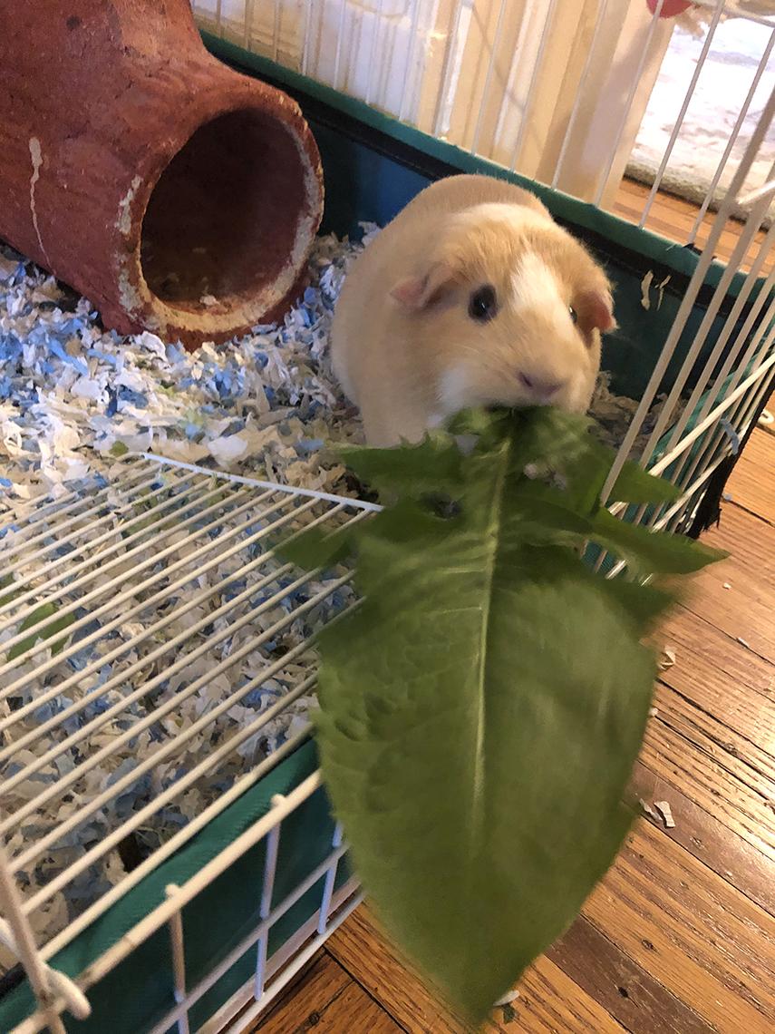 Guinea pig eats a leaf.