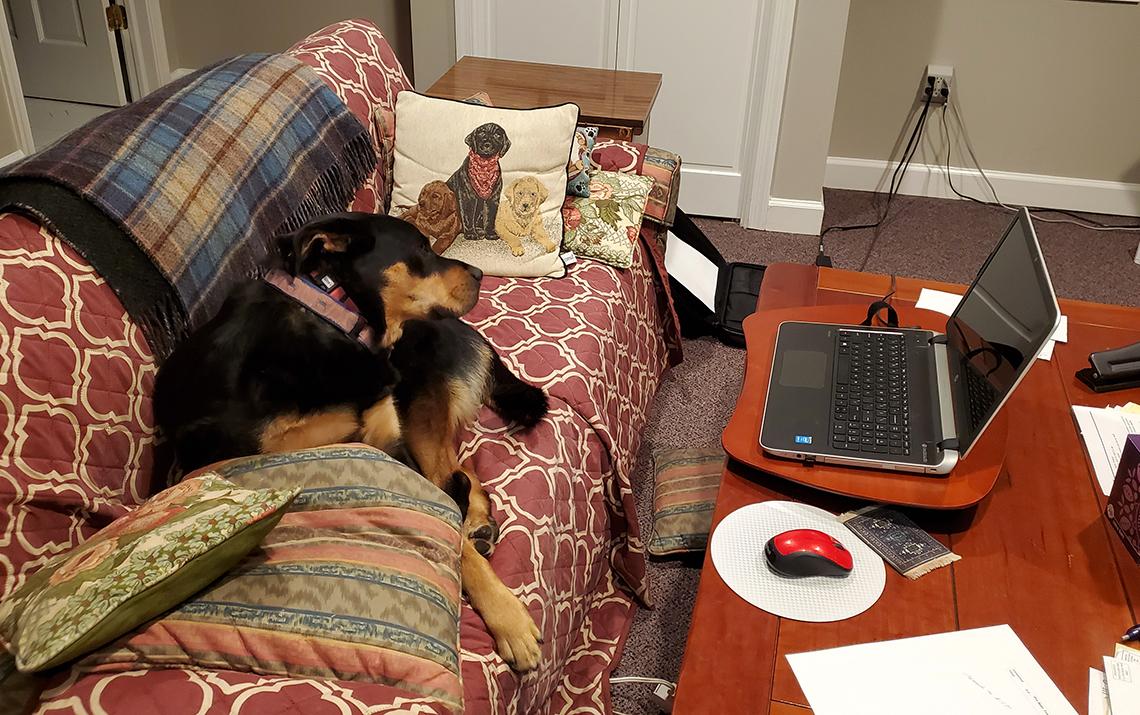 Dog regards workstation from couch.