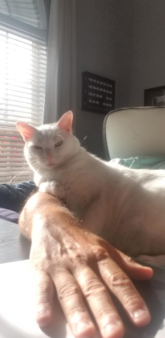 Cat rests on owner's arm.