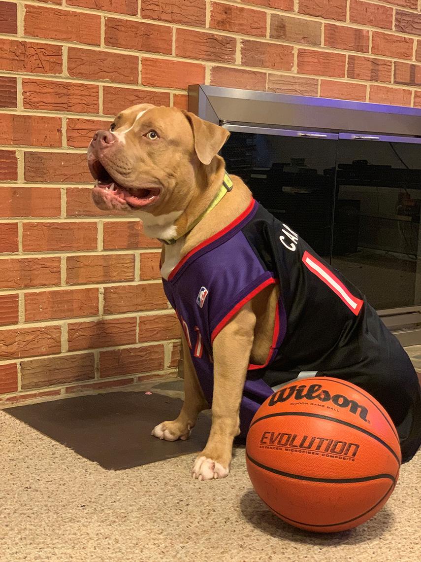 Dog in jersey sits next to basketball.