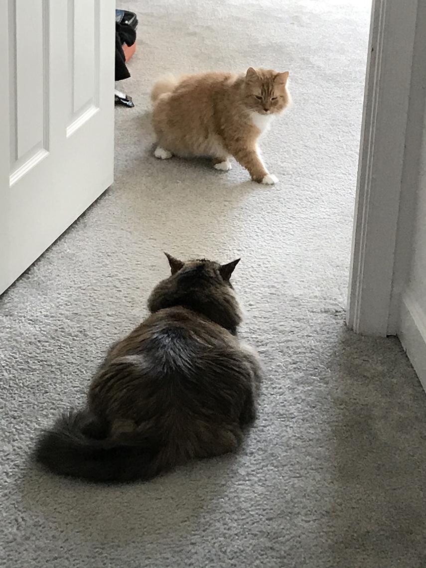 Two cats regard one another in doorway.