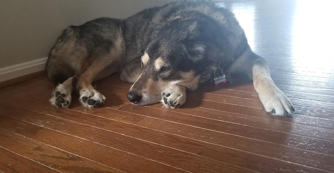 Dog lays on floor.