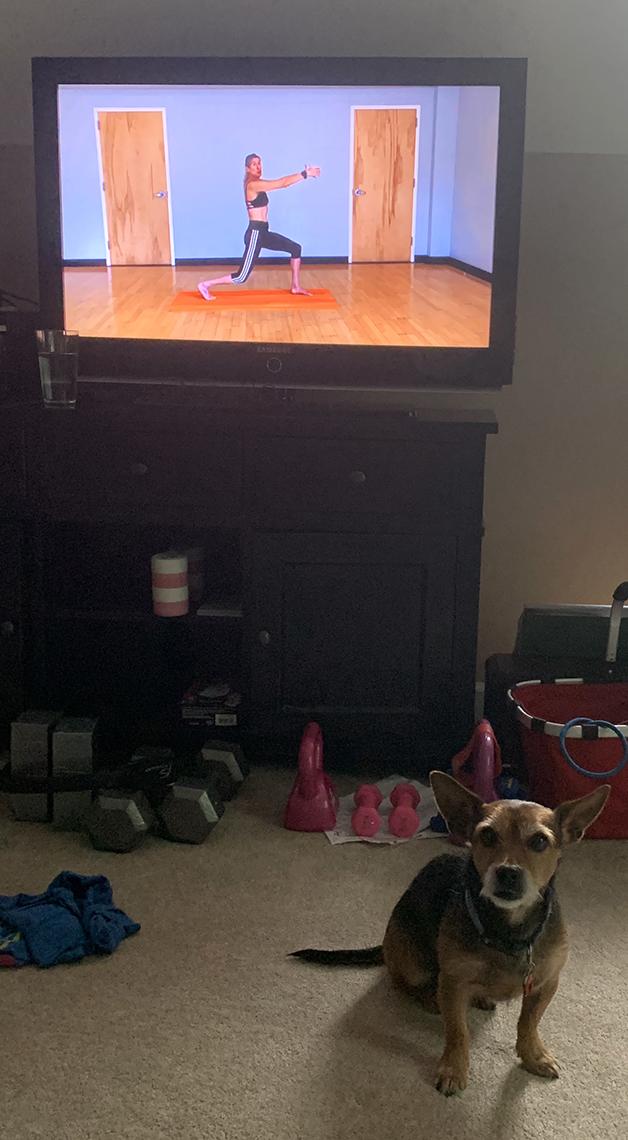 Dog in front of exercise video