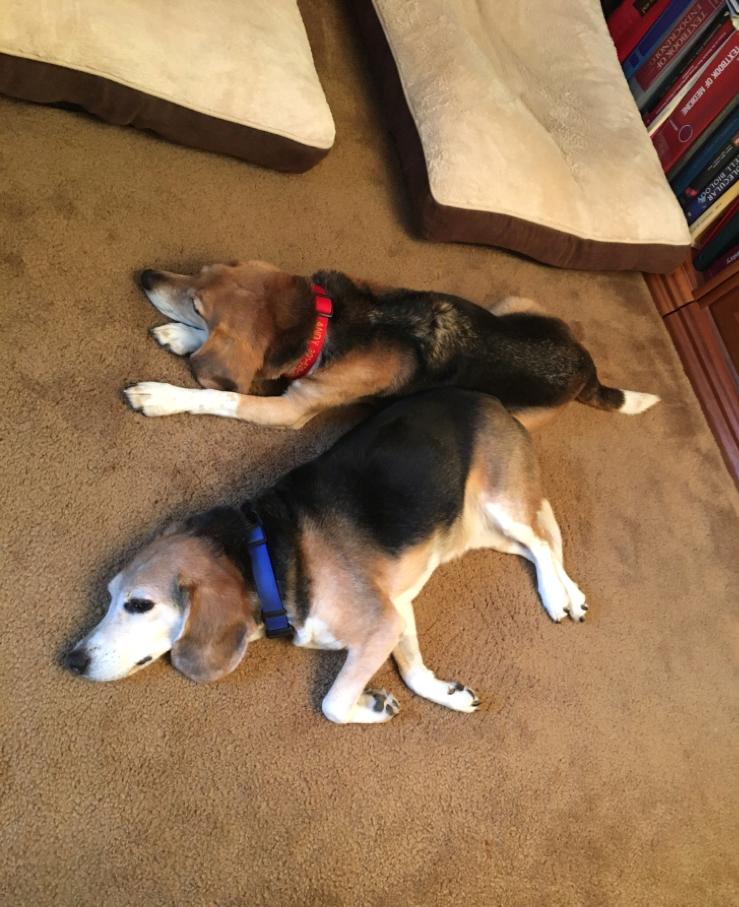 Two beagles lounge on floor.