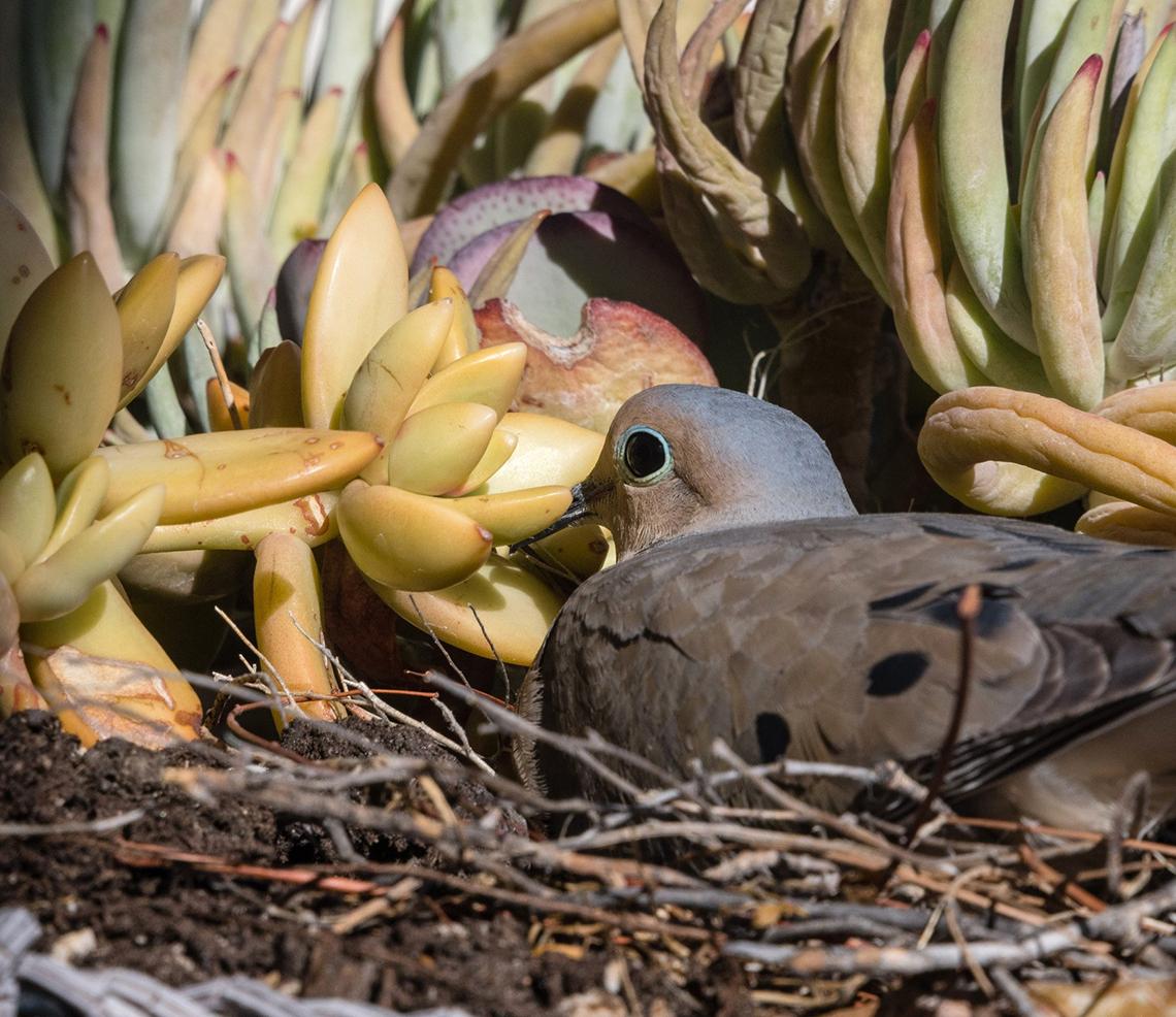 Dove nesting outside office window