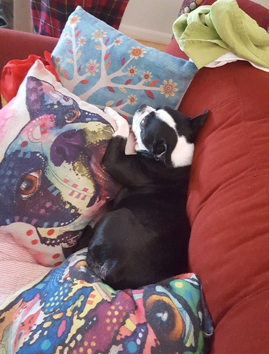 Dog lounges on couch.