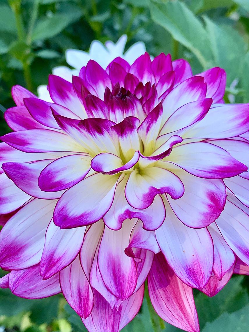 Pink and white dahlia