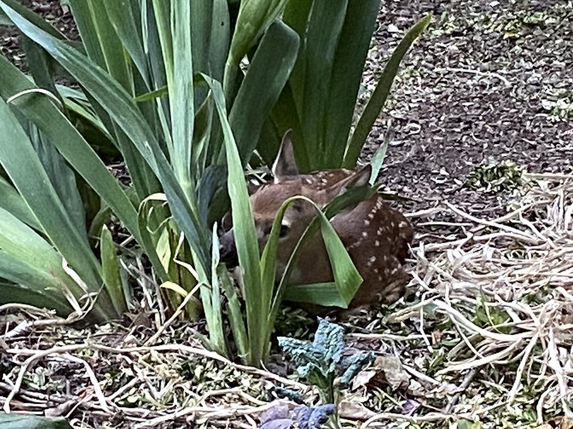 A fawn peers out from tall grass in Bell's backyard.