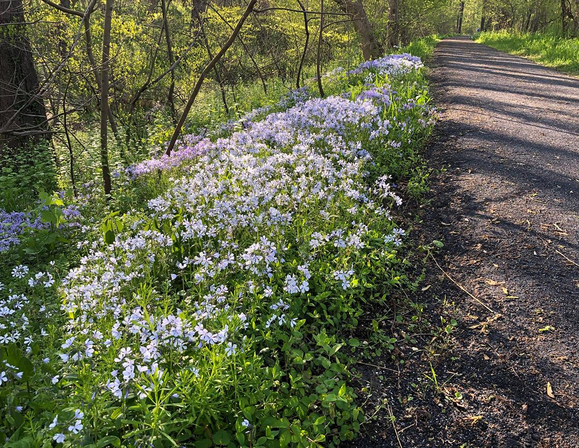White flowers line a towpath in Maryland.