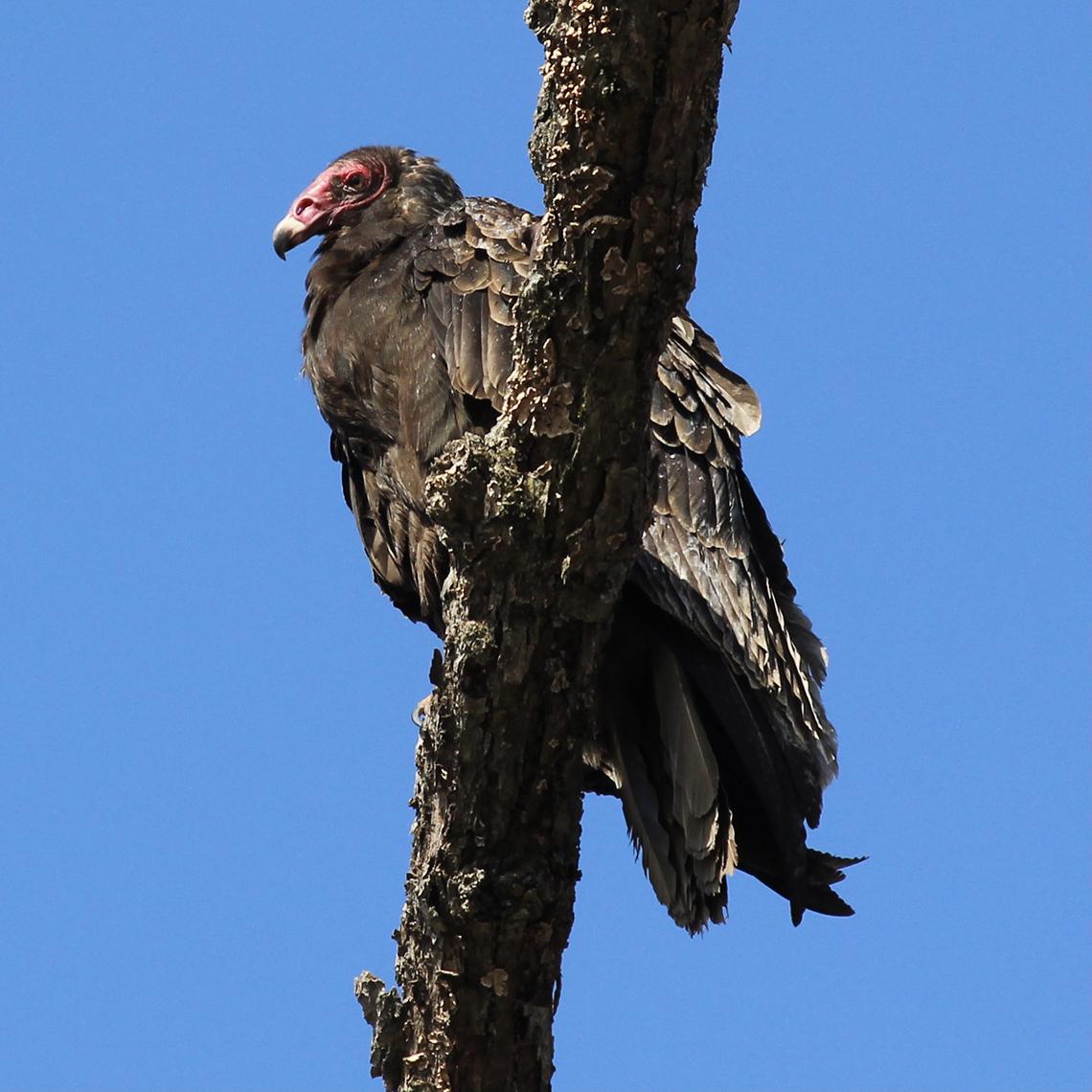 Turkey vulture