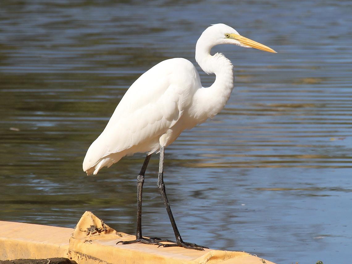 Great egret, standing at waterfront