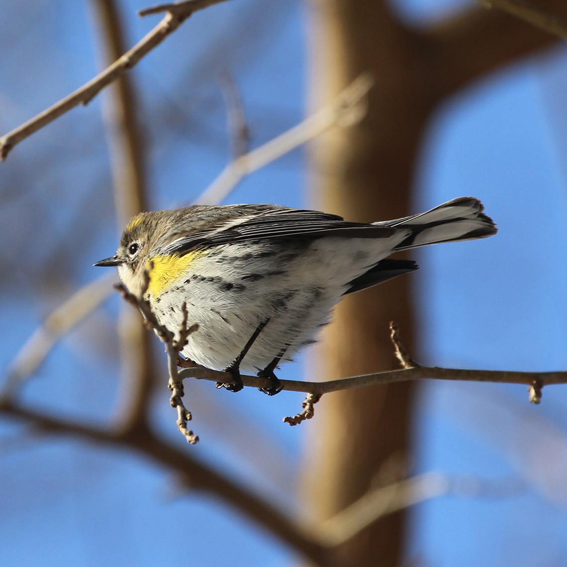 Yellow-rumped Warbler