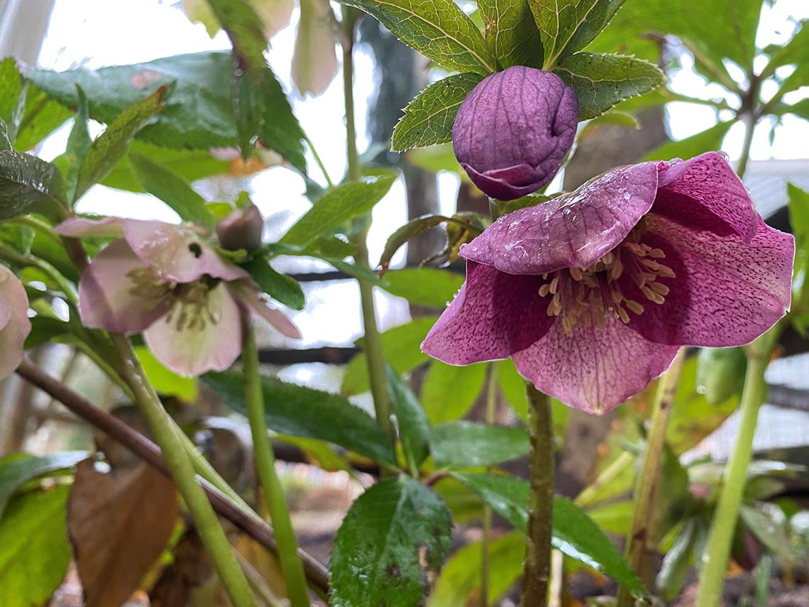 Helleborus 