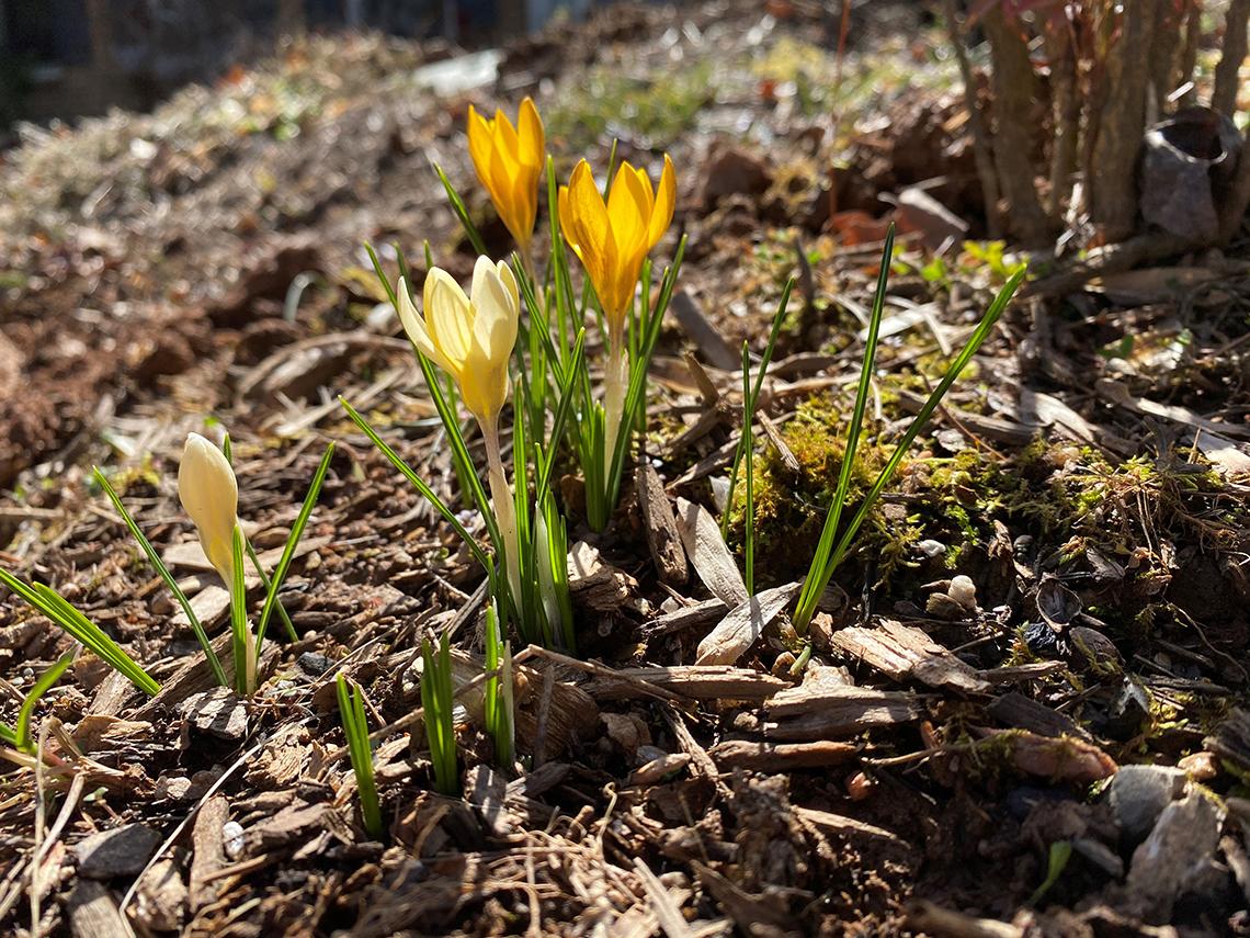Yellow crocus