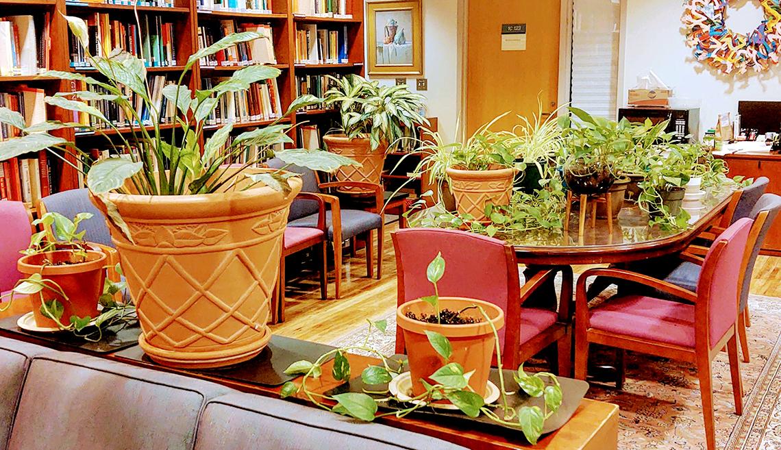 Potted house plants on tables and counters of a library room