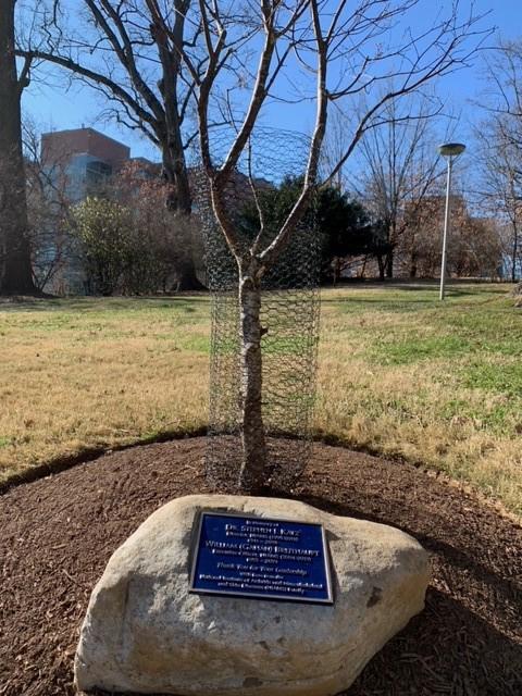 A sapling with a plaque underneath