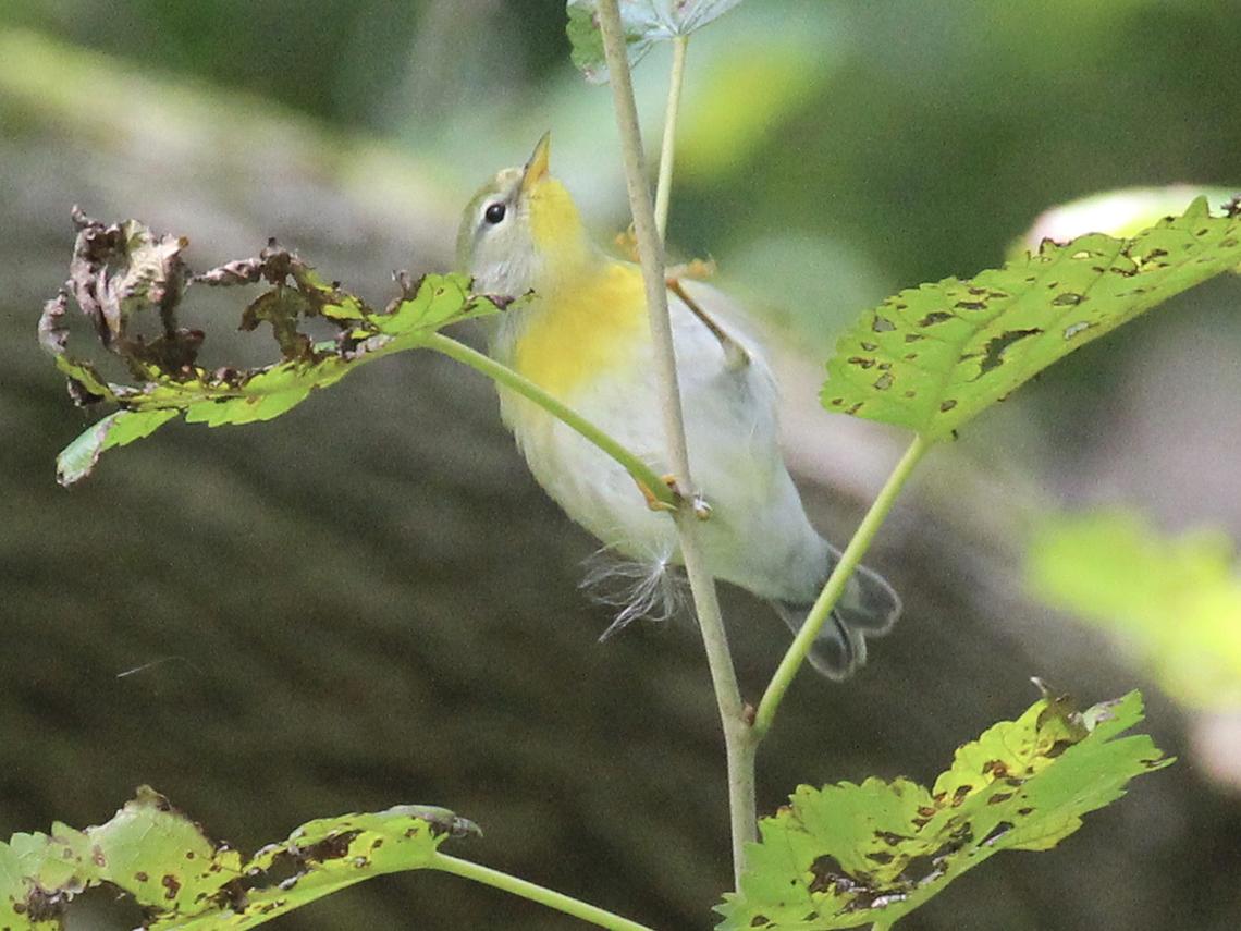 Northern parula