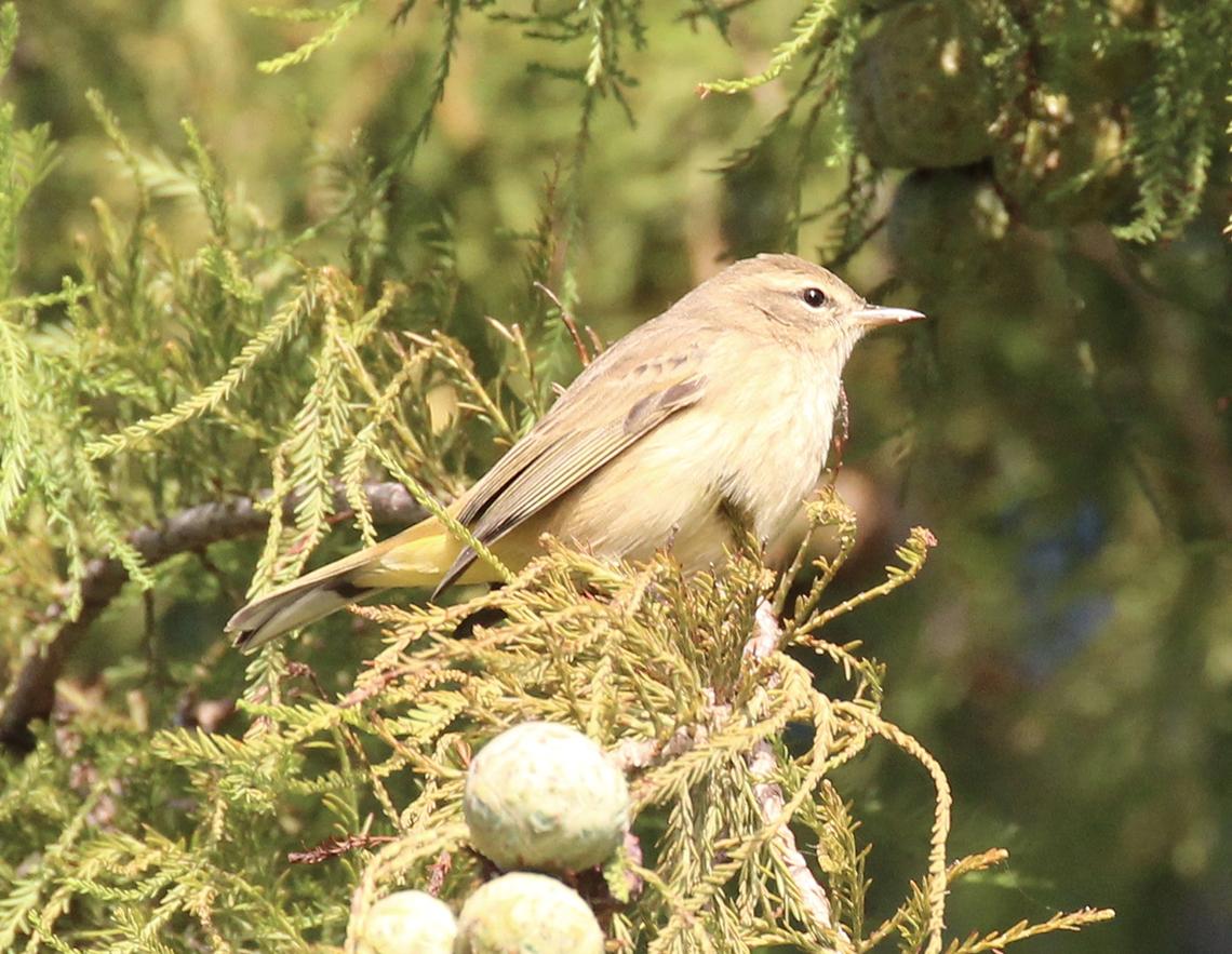 A bird sits on a branch