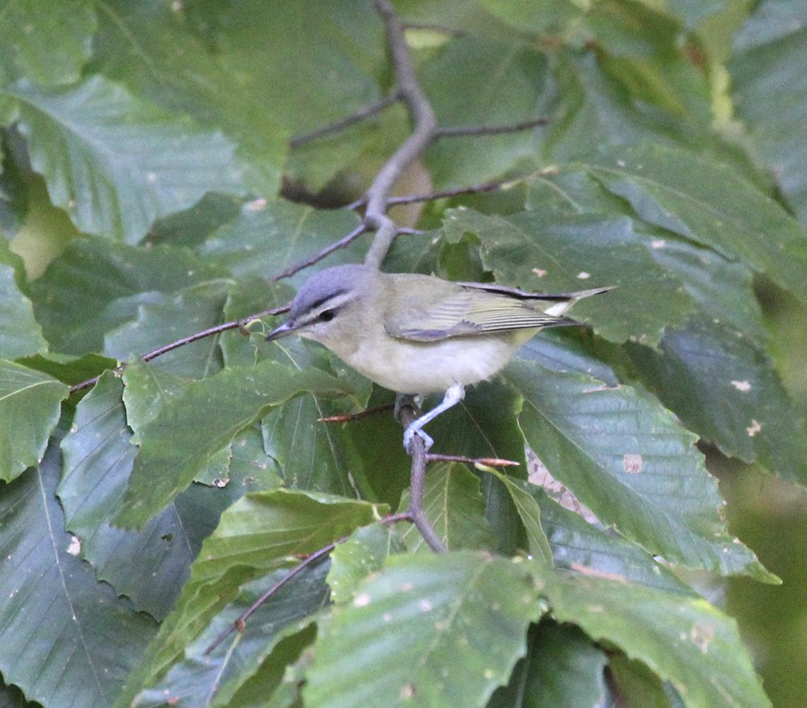 Red-eyed vireo sits on a branch with leaves