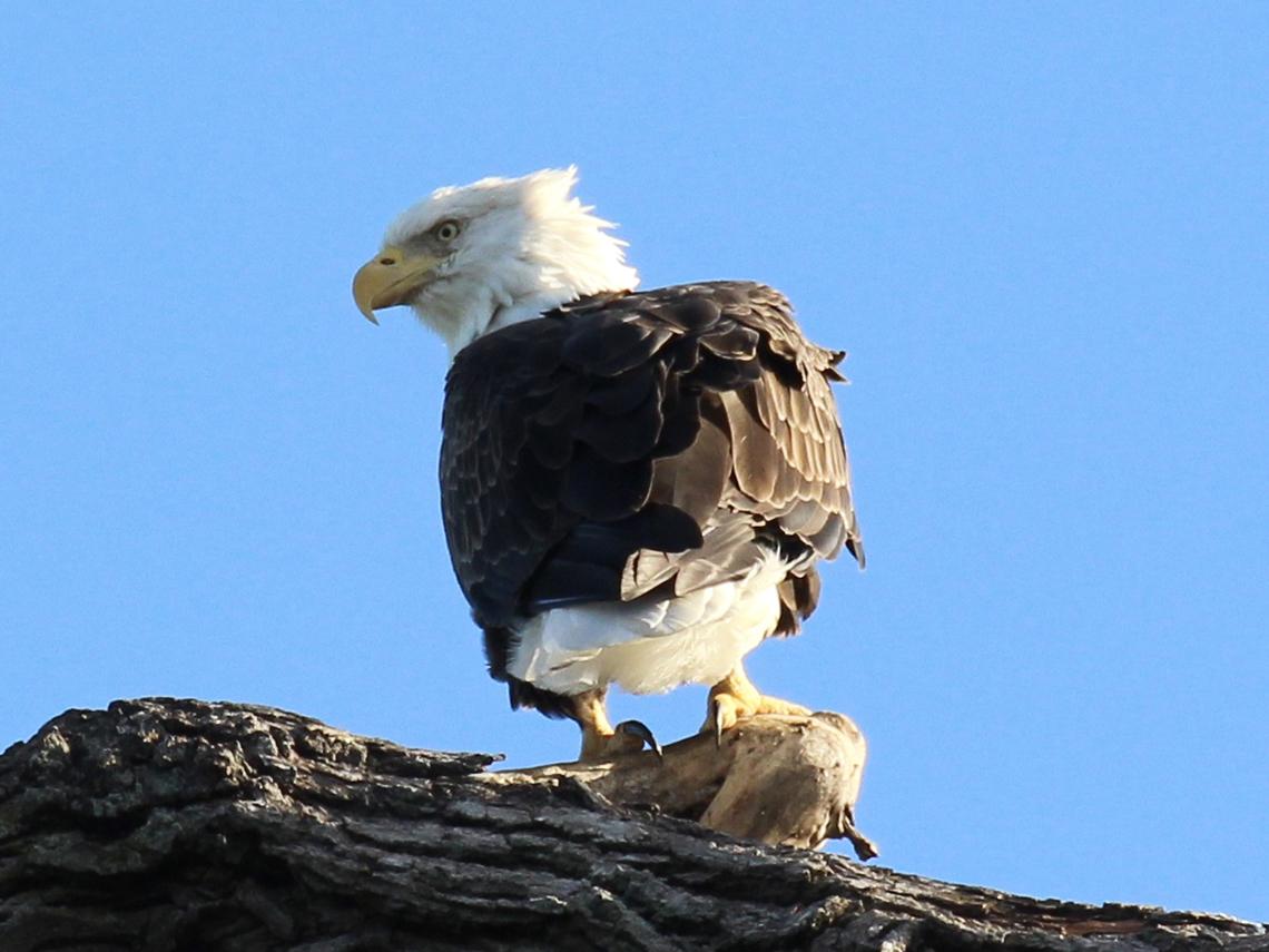 Bald eagle perched on a branch