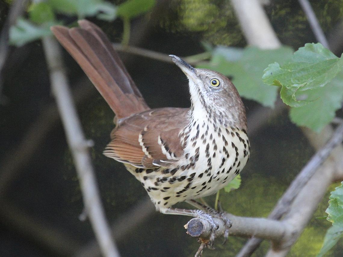 Brown thrasher