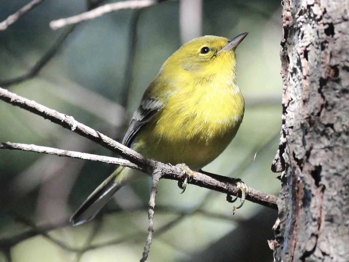 A pine warbler