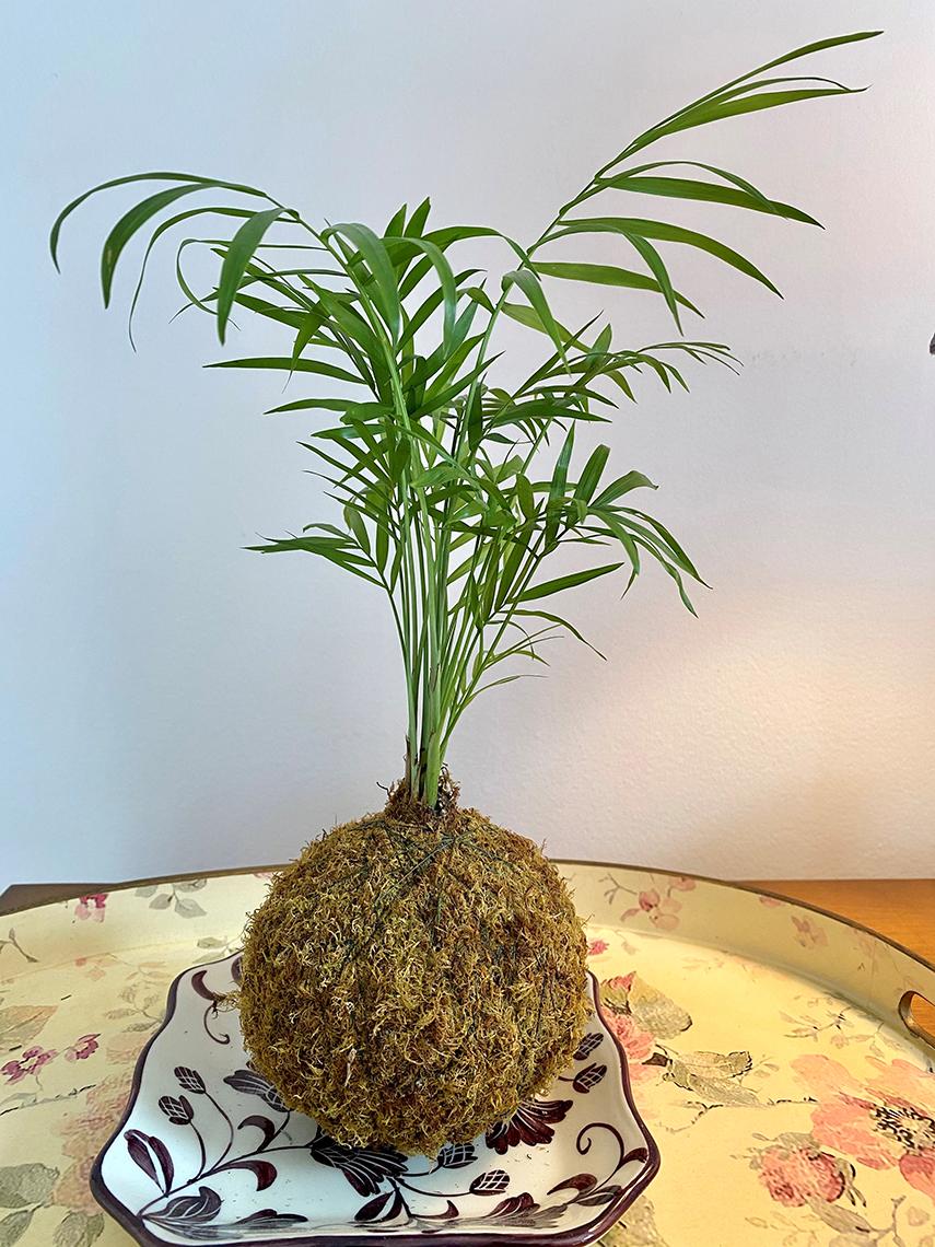 Fern kokedama sits on a table.
