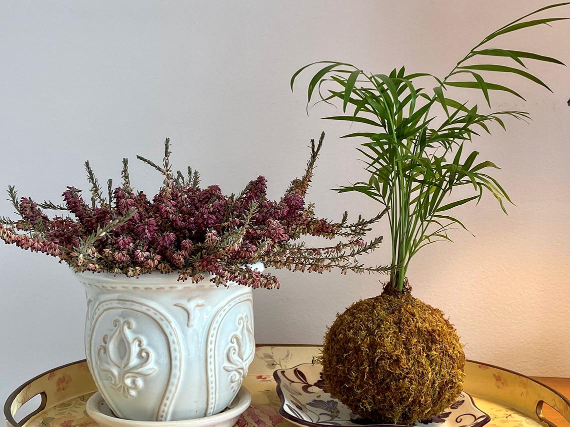 Heather in a white decorative pot beside Fern kokedama