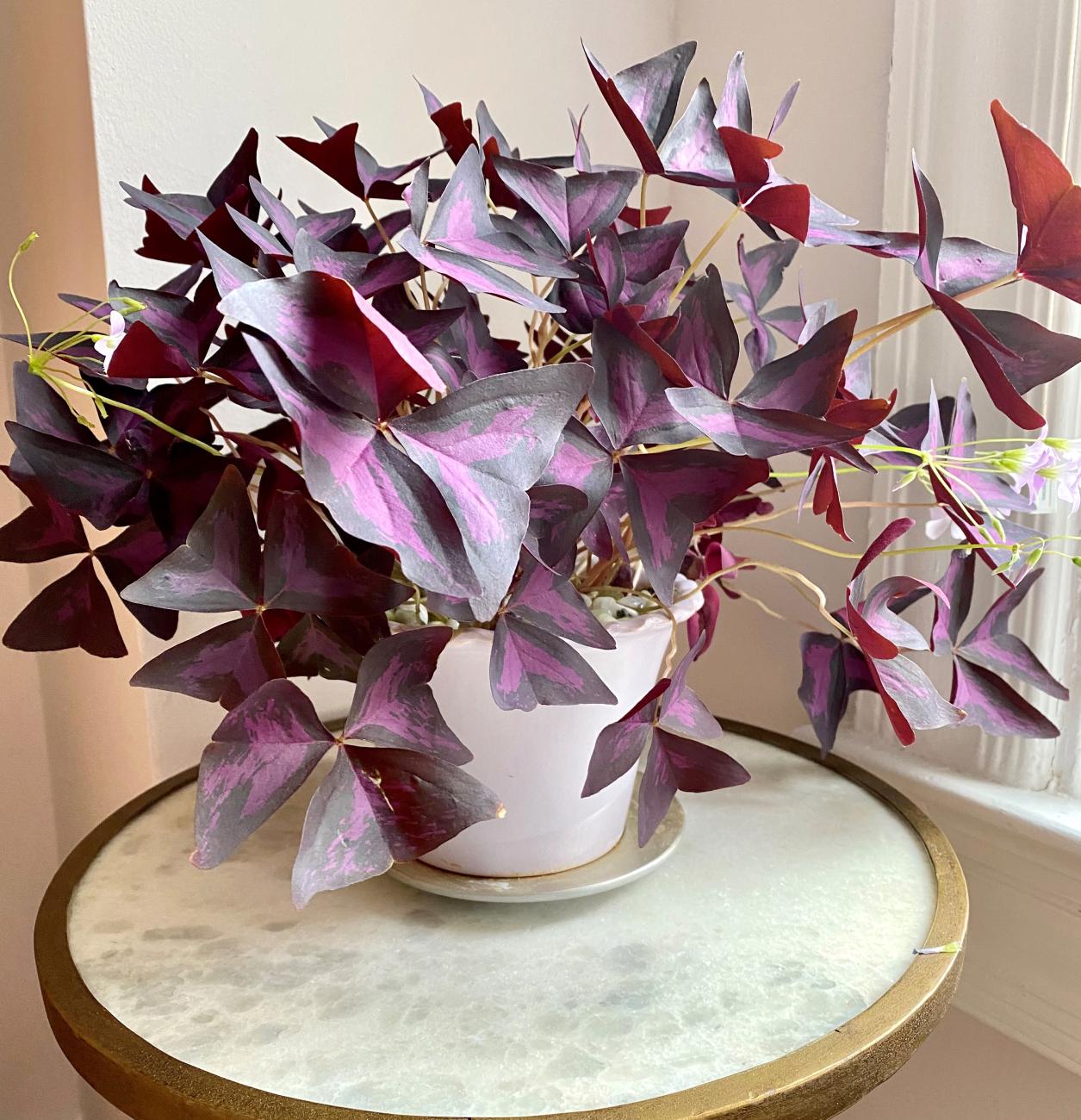 Oxalis, or purple shamrock in pot, sits on table