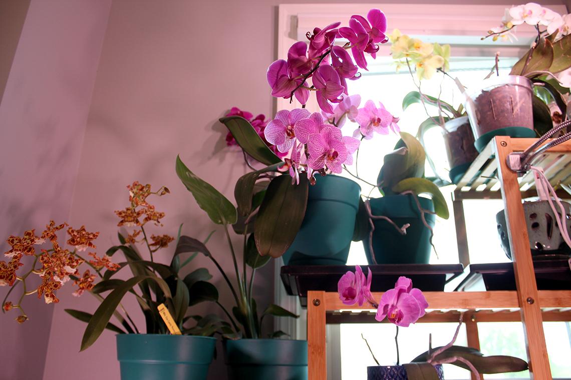 3 plants in bloom on shelves