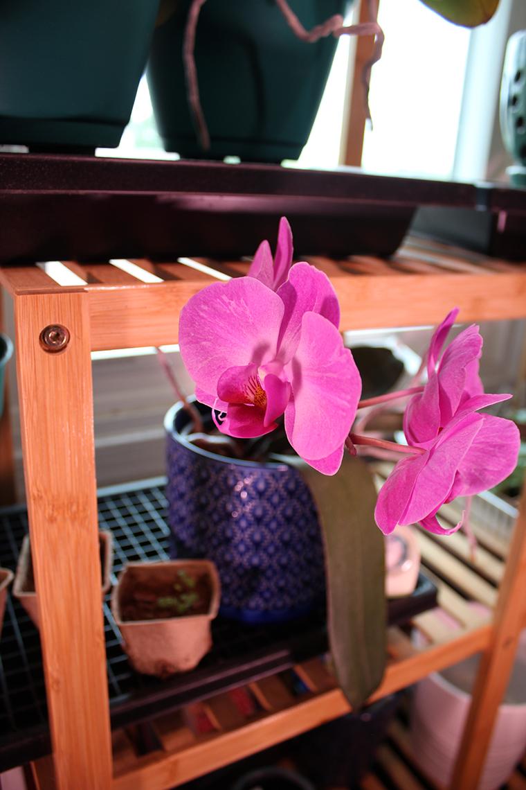 A pink phalaenopsis blossoms.