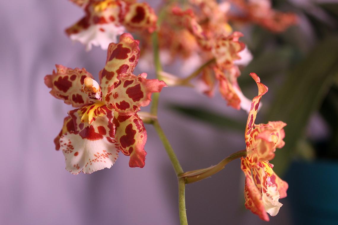 Oncostele blooms in yellow and cream with pink and red splotches.