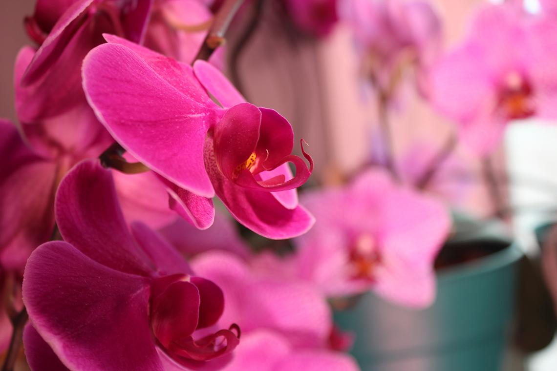 Magenta moth orchid in bloom