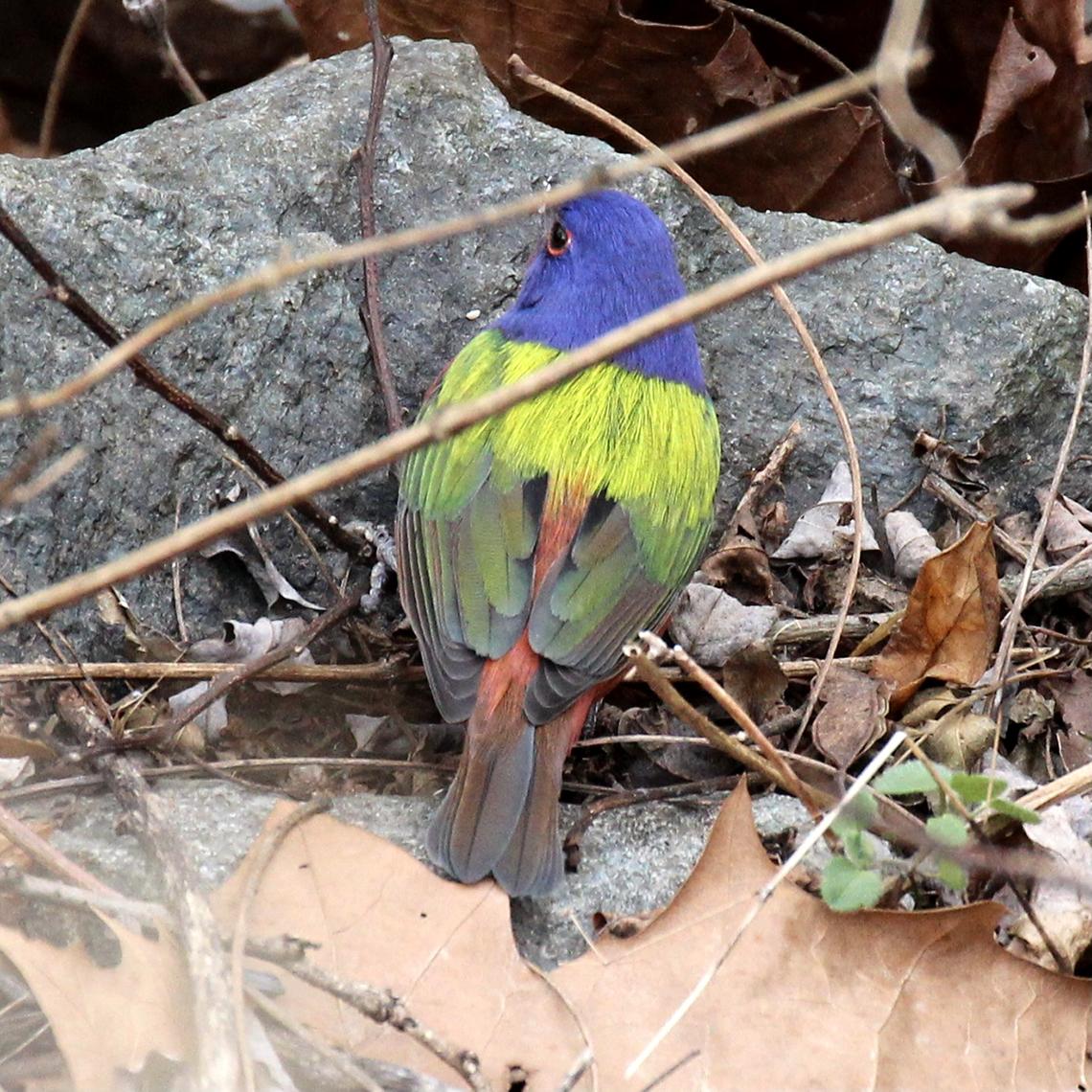 painted bunting bird