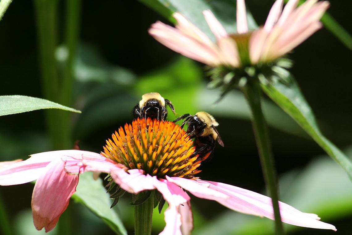 Closeup view of two bees atop a flower