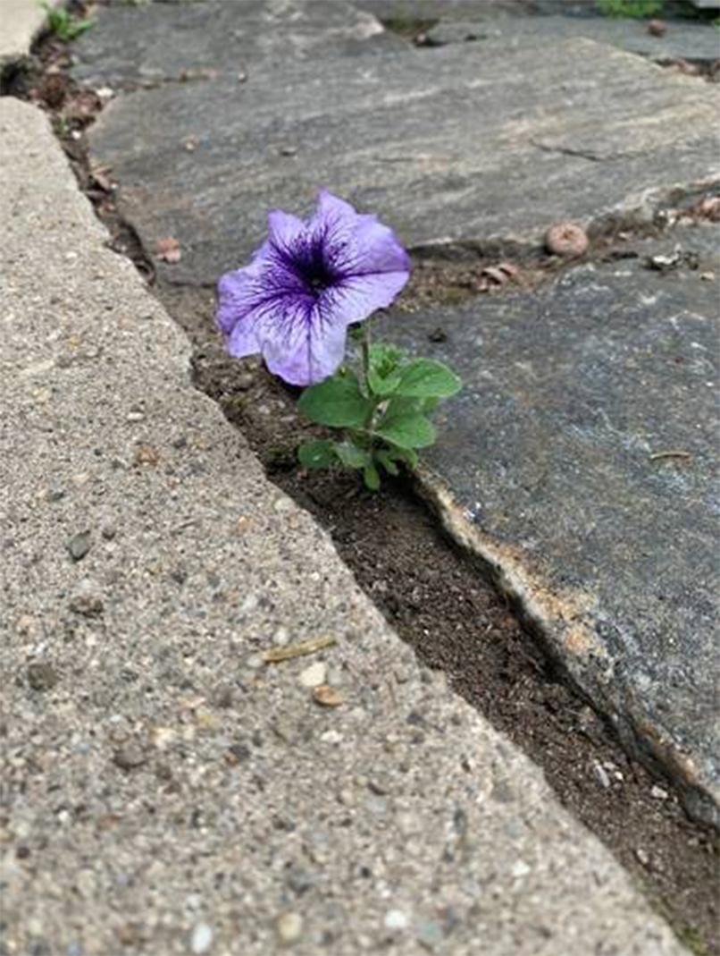 A purple flower blooms through a crack in the cement.