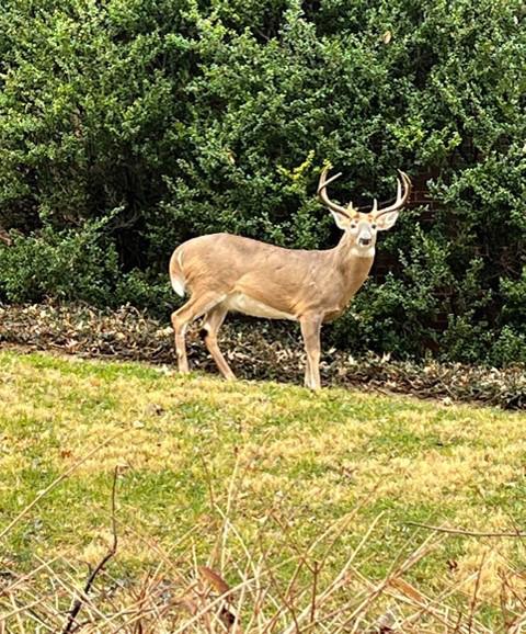 A deer stands on grass in front of trees.