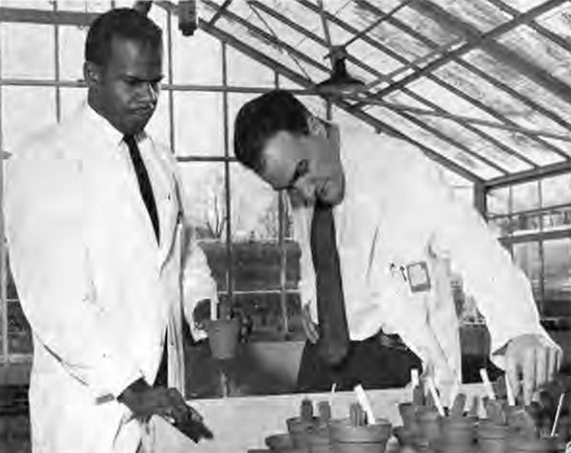Dr. Mudd leans over and touches a cactus, among many growing in pots in the greenhouse in this black-and-white photo.
