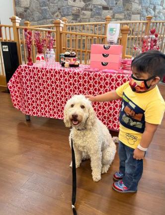 A masked child pets the dog in front a table with boxed cupcakes