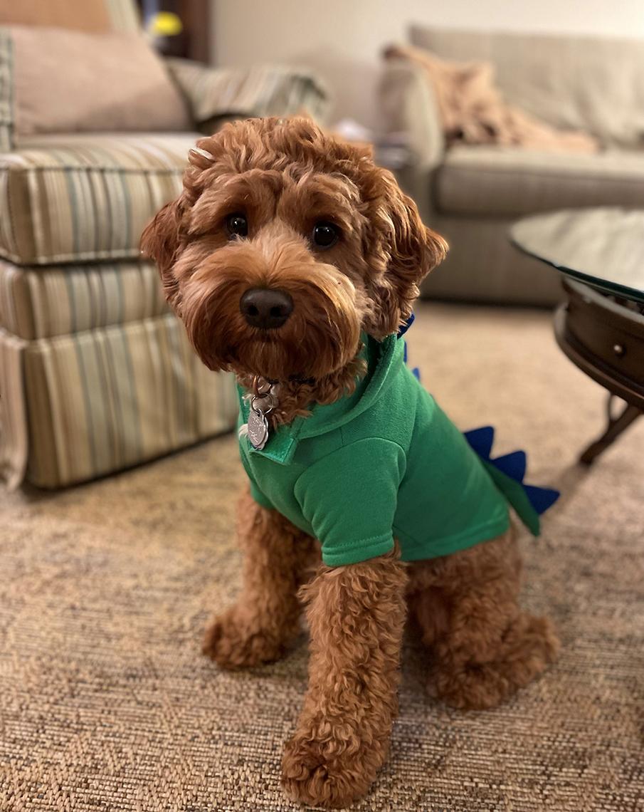 A doodle goes as a dinosaur, dressed in green shirt with spiky back