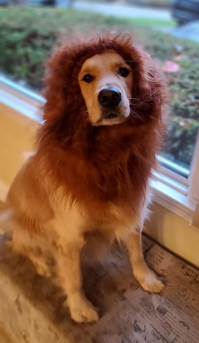 A yellow lab wears a lion mane.