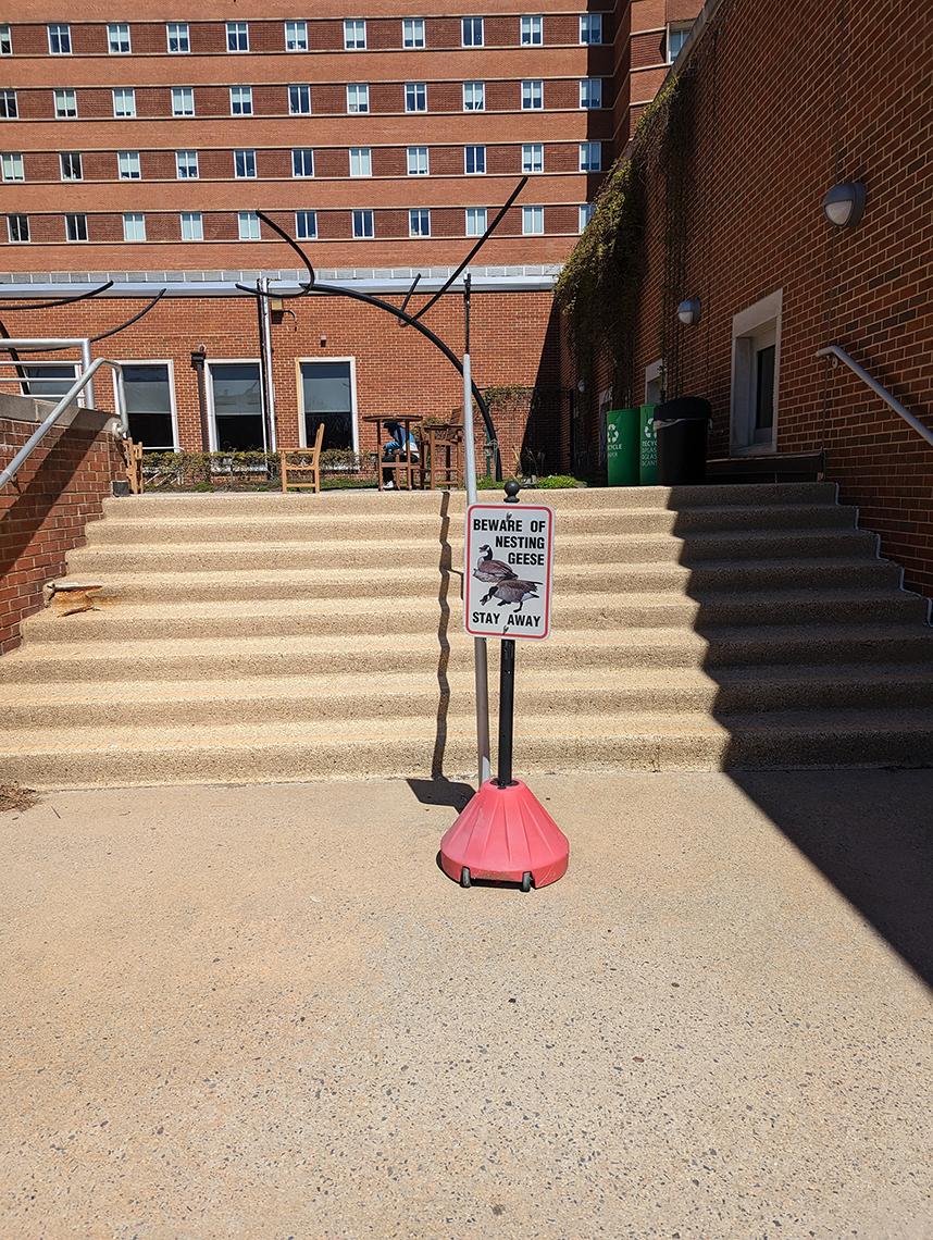 A sign reads "Beware of Nesting Geese, Stay Away"