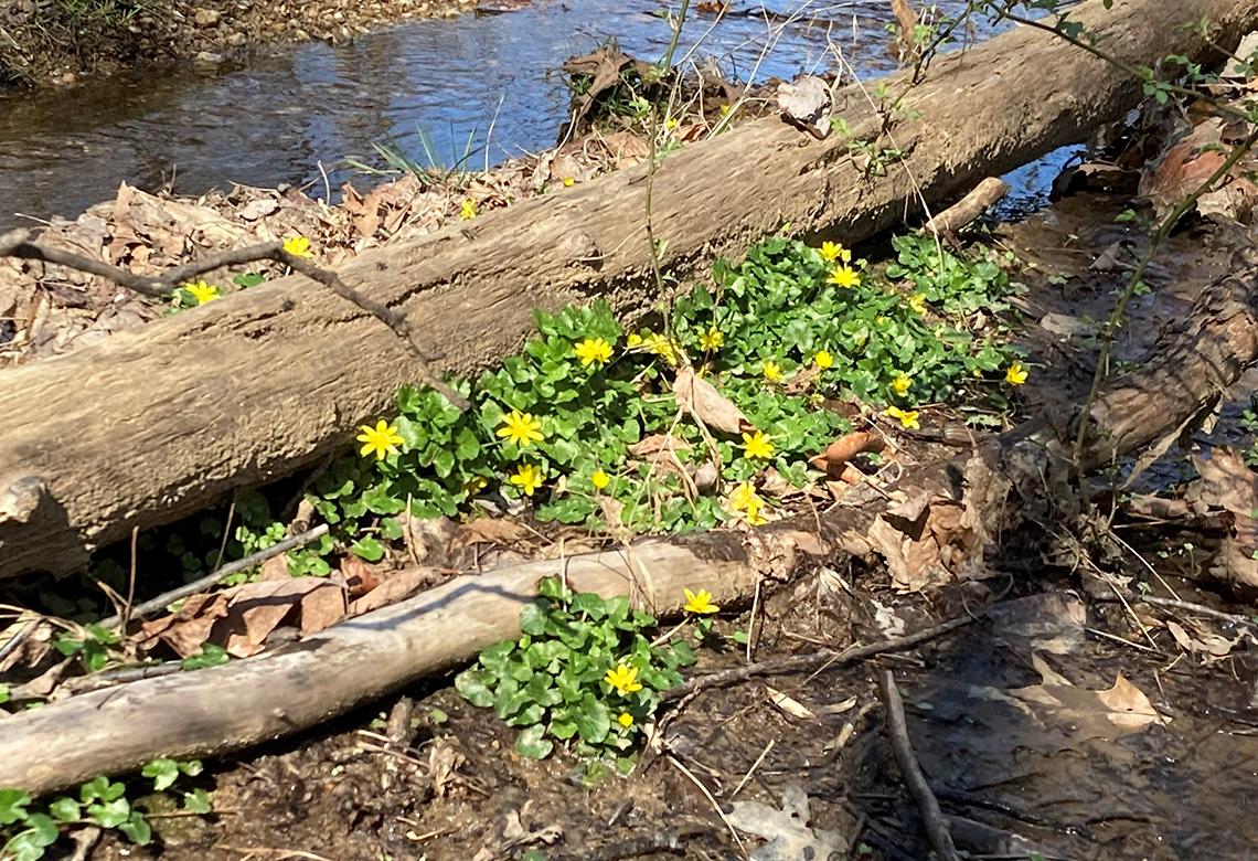 Yellow flowers on the forest floor