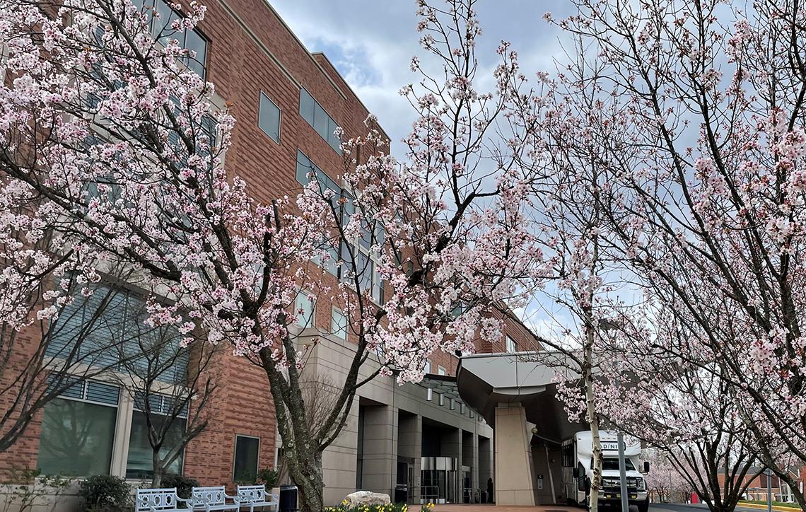 Trees near the research center