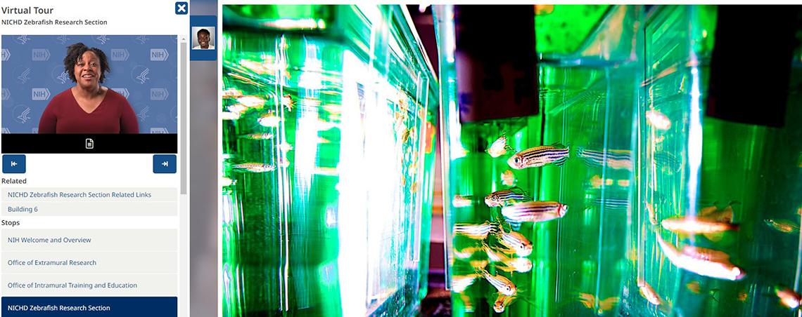 Screenshot of virtual tour showing a woman speaking and lots of yellow, striped zebrafish swimming in green tank.