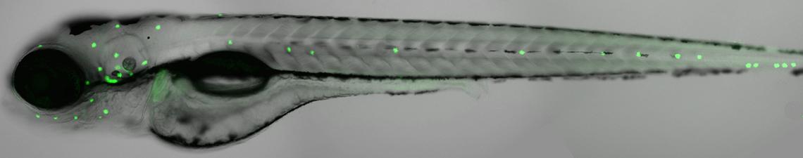 A microscopic image of a zebrafish with green fluorescent protein