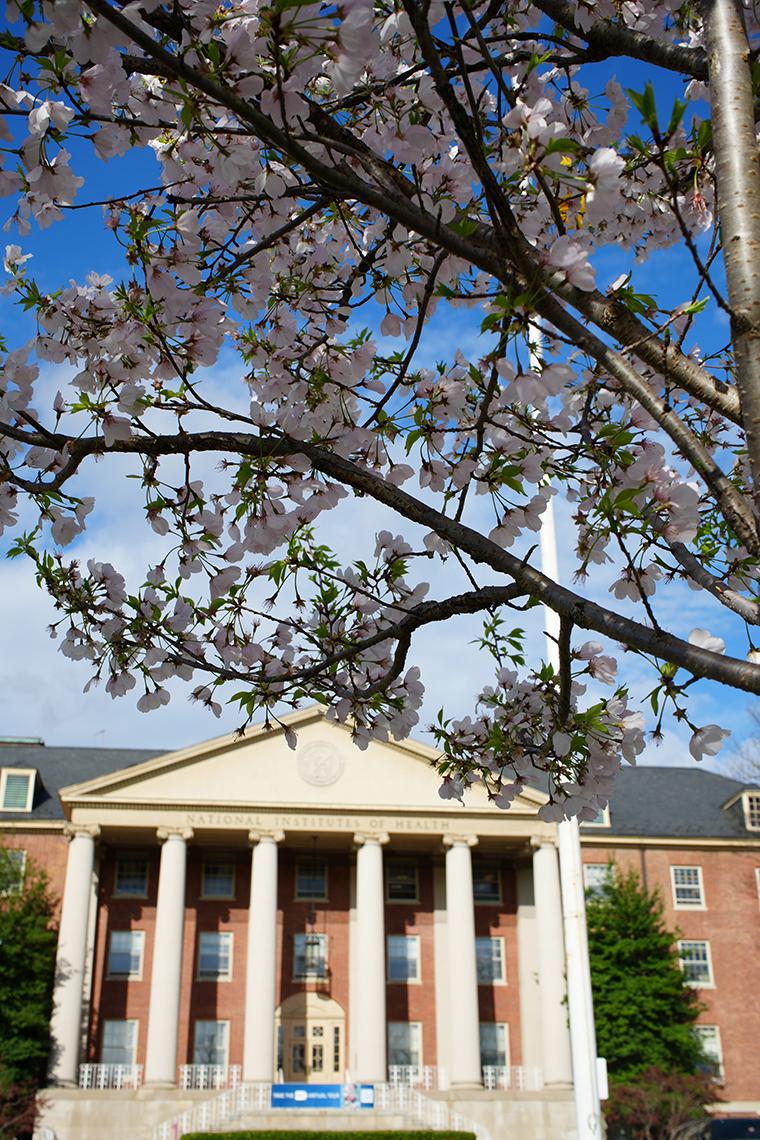 Blossoms in front of Bldg. 1