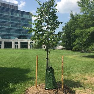 Behind the Natcher Bldg., a young tree is staked, tagged, water-bagged and ready to flourish.