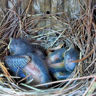 Two baby bluebirds sit in a nesting box